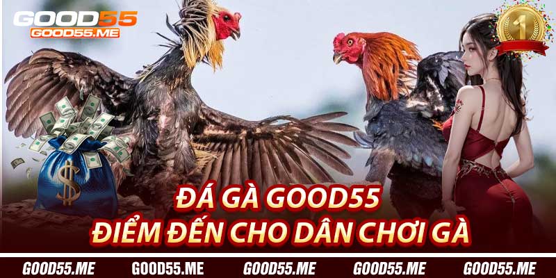 Đá Gà Good55 : Điểm Đến Cho Dân Chơi Gà